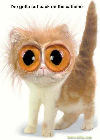 regarde bien mon chat